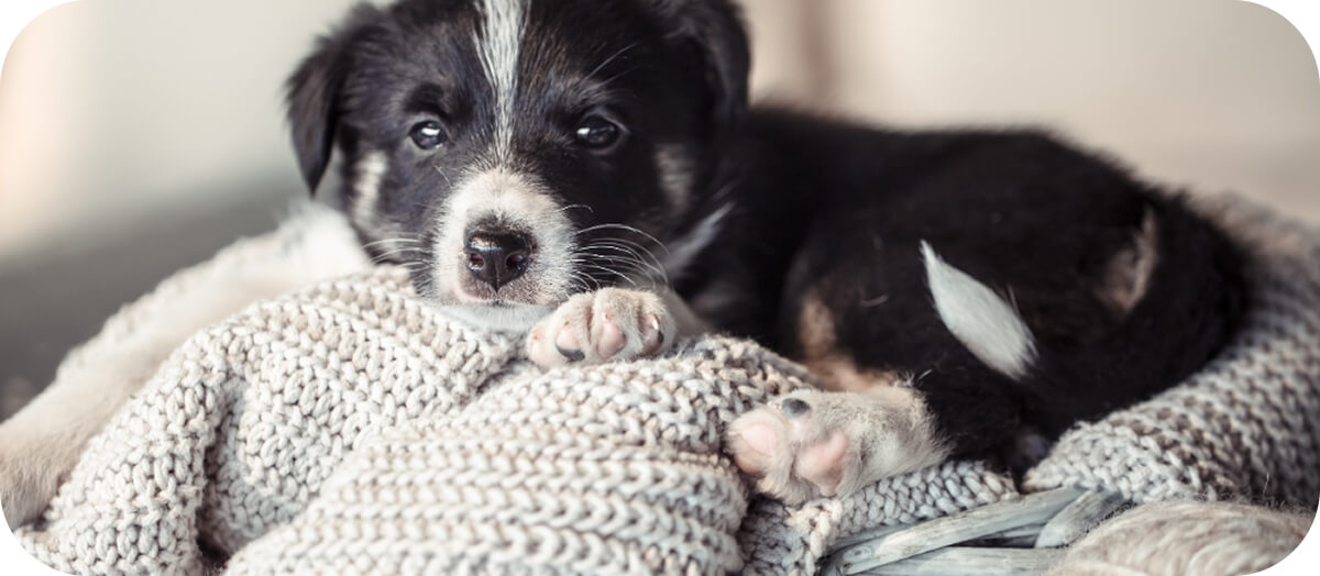 Kölyökkutya érkezése