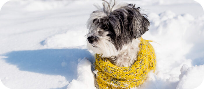 Kisállat egészségvédelem